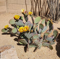 Opuntia Macrocentra Black Spine Prickly Pear Cactus Cutting Pad - Live Plant, Succulent, Indoor Garden Decor