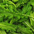 Spicy Brown Mustard Green Seeds - 1000+ Count - Mustard Greens for 2025 Planting - Brassica juncea