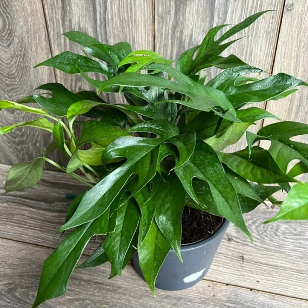 Pothos Baltic Blue Plug - Live Well-Rooted Epipremnum - Rare Aroid Starter Plant