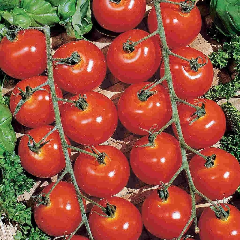 Sweetie Cherry Tomato Seeds - 120+ NON-GMO Heirloom Organic - Solanum lycopersicum