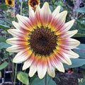 Gypsy Charmer Sunflower Seeds - 25 Pack - Perennial Yellow Flowers - Helianthus annuus