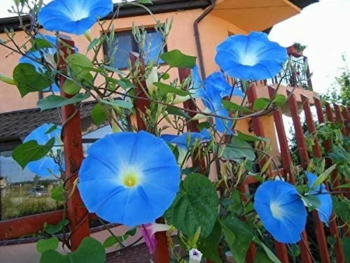 Blue Morning Glory Climbing Vine Seeds - 100 Pack - Ipomoea purpurea - Fast-Growing, Colorful Garden Vines