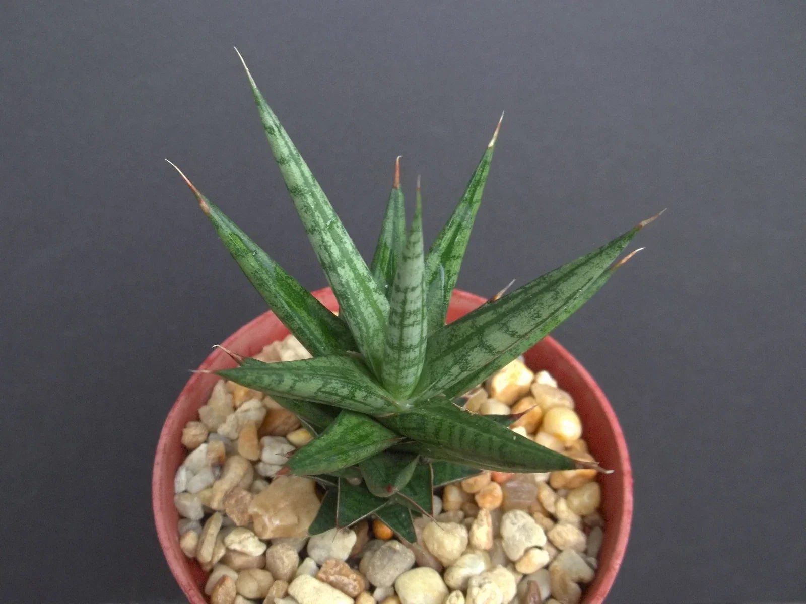 Sansevieria Francisii 4" Rare Exotic Succulent Outdoor Collector Plant - Snake Plant
