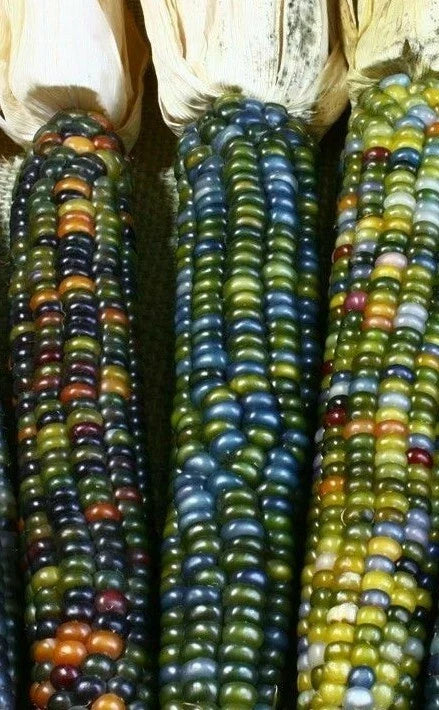 Ornamental Corn Seed - Greenhorn Variety - Zea mays - Fresh Seed for Garden Planting - FREE Shipping