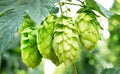Hops Vine Seeds, 10 Seeds, Japanese Hops, Perennial Vine, Humulus lupulus