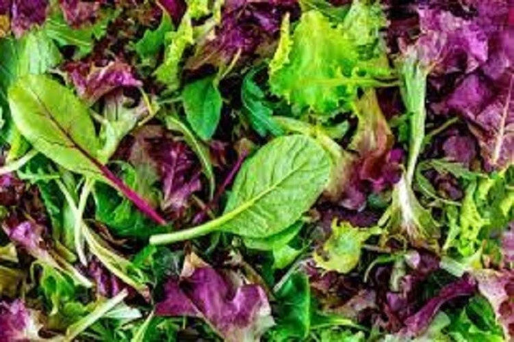 Premium Organic Heirloom Mesclun Leaf Lettuce Seed Mix - Gourmet Salad Greens for Home Gardening