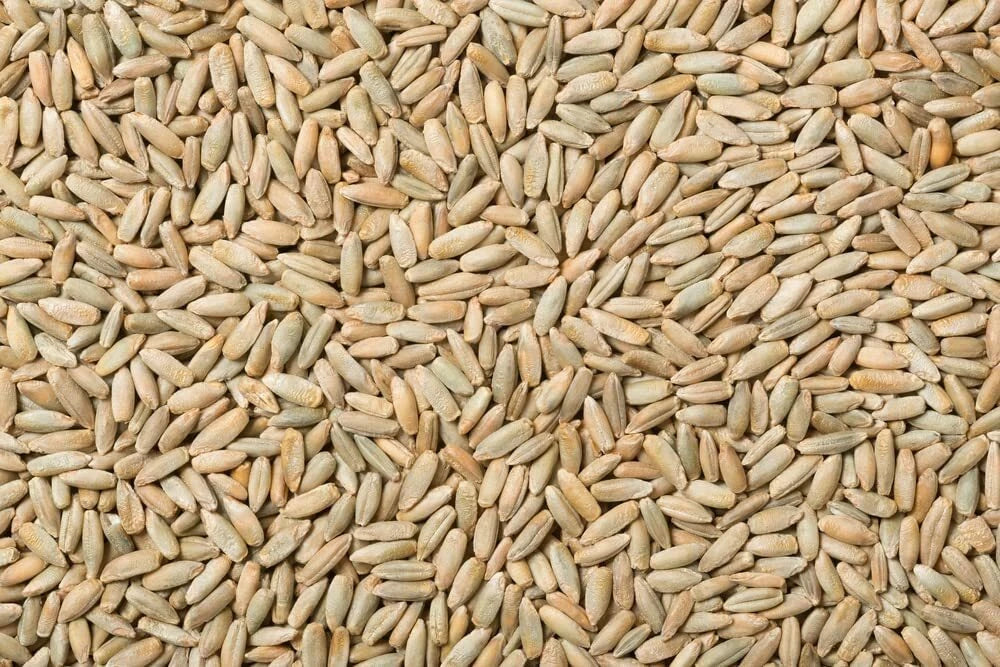 Rye Berries 8 Ounces High Fiber & Iron Whole Grains Made in USA
