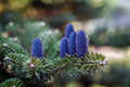 Korean Fir Tree Seeds - 20 Count - Prized Blue Cones - Abies koreana - Ships from Iowa