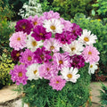 Double Click Mixed Cosmos Seeds - 200+ Pack for Garden Planting - Cosmos bipinnatus - USA