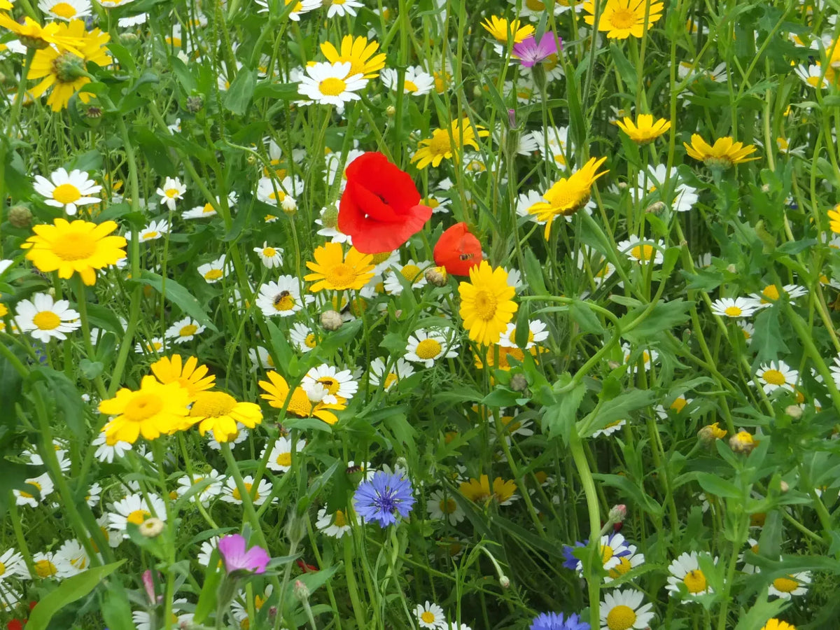 Dry Land Wildflower 1000 Seed Mix, 20 Species, Drought Tolerant, Arid Landscape, Native Flora