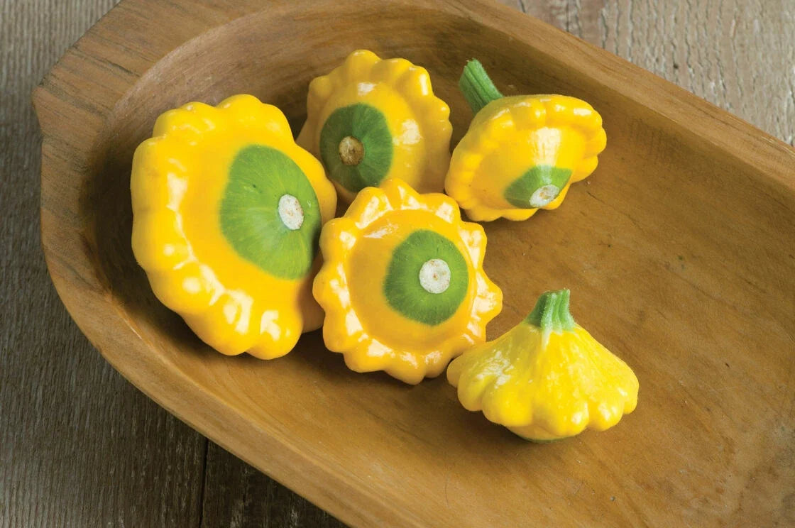 Patty Pan Squash Seeds, 10 Pack, Y-Star Variety, Cucurbita pepo, Heirloom for Home Gardening