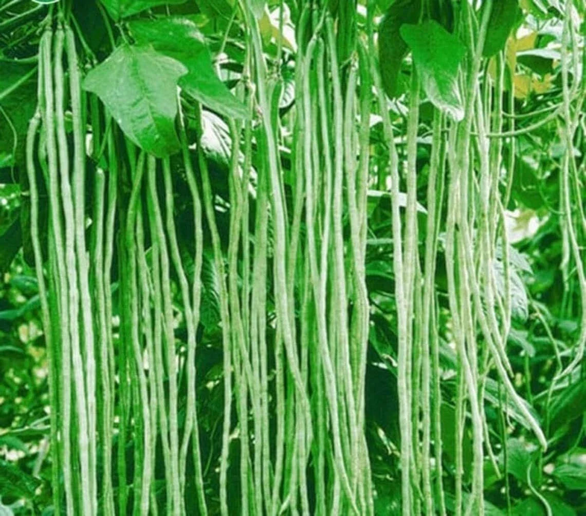 Yard Long Bean Seeds - 50 Seeds - Asparagus Bean, Snake Bean, Chi - Ideal for Planting