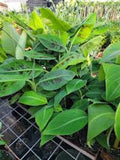 Double Mahoi Banana Plant - 1 Double Headed Dwarf Cavendish Starter - Musa acuminata - Fast Growing, Heat Tolerant, Bare Root