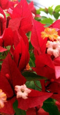 Ruby Bougainvillea Starter Plant - Small Well-Rooted - Bougainvillea spectabilis - USA Seller
