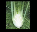 Florence Fennel Seeds - Anise Aroma Hardy Perennial Herb - Foeniculum vulgare dulce - Licorice Flavor for Gardens