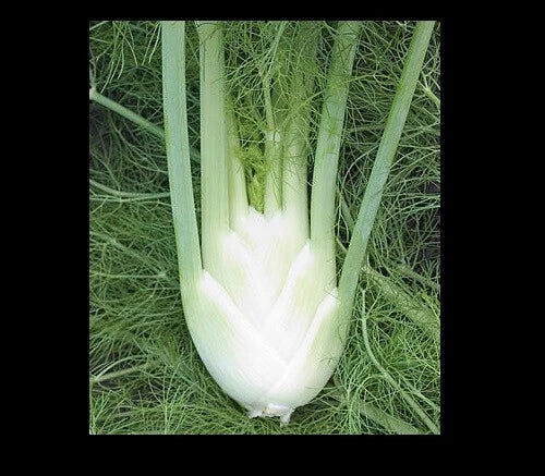 Florence Fennel Seeds - Anise Aroma Hardy Perennial Herb - Foeniculum vulgare dulce - Licorice Flavor for Gardens