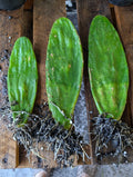 Eastern Prickly Pear Cactus Pads - Live 3 Rooted Plants - Opuntia Humifusa - Drought-Tolerant Succulent