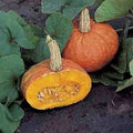 Mooregold Winter Squash Seeds - Fresh Seed for Gardening - Cucurbita maxima