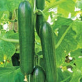 Heirloom Cucumber Seeds - Organic Non-GMO - Ashley Long Variety - Fresh Vegetable Seeds