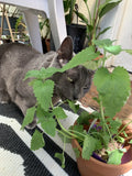 Catnip Seeds - 100 Non-GMO Organic CATMINT Herb - Medicinal Catswort - Nepeta cataria