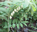 Wild Solomon's Seal Plant Bare Root 5-Pack Polygonatum Biflorum Transplant