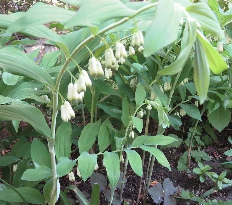 Wild Solomon's Seal Plant Bare Root 5-Pack Polygonatum Biflorum Transplant