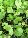 Edible Pennywort Gotu Kola Live Starter Plants - 10 Bare Roots - Vietnamese Rau Ma - Hydrocotyle asiatica