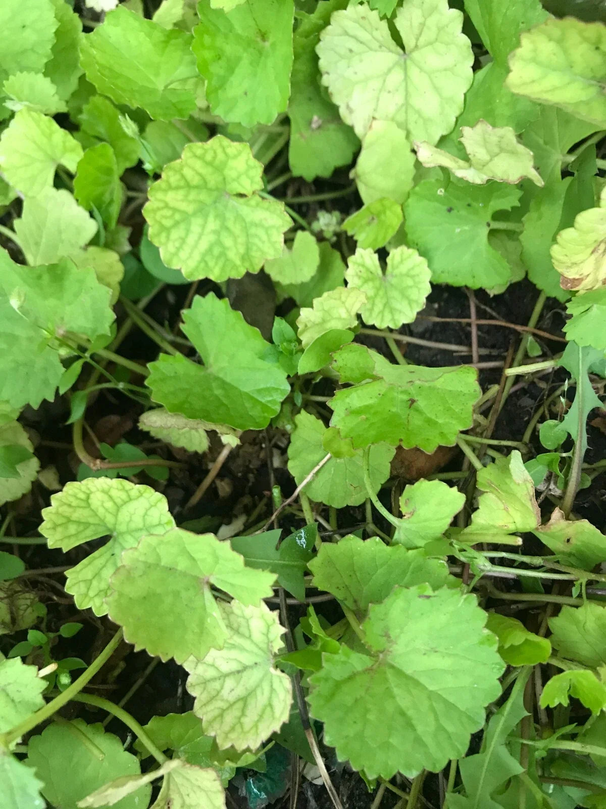 Edible Pennywort Gotu Kola Live Starter Plants - 10 Bare Roots - Vietnamese Rau Ma - Hydrocotyle asiatica