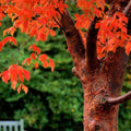 Paperbark Maple Tree Seeds - Stunning Cinnamon Bark, Acer griseum, for Planting