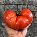 Giant Beefsteak Tomato Seeds - 30+ Heirloom Organic NON-GMO - Fresh, High Yield - Solanum lycopersicum