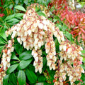 Unrooted Cuttings of Pieris Japonica, Japanese Andromeda Bush, 5 Fresh Thin Cuttings for Planting and Propagation