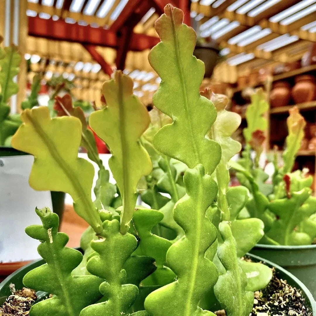 Live Fishbone Cactus – 6" Tall in 2" Pot – Rare Zigzag Succulent – Easy Care – Epiphyllum anguliger