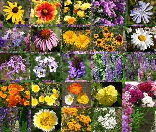Wildflower Mix Cascade Perennial Seeds - 1 Oz Bulk - Colorful Native Flower Blend for Gardens (Scientific Name: Various)