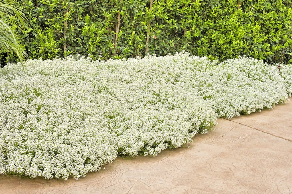 TALL SWEET ALYSSUM Flower Seeds - 1500+ Drought Tolerant Groundcover for Containers - Lobularia maritima