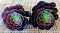 AEONIUM "BLACK ROSE" Cuttings - 4" Diameter - Succulent Plant Variety for Indoor or Outdoor Gardening
