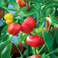 Pimento Red Pepper Seeds - 100 Count - Capsicum annuum - Non-GMO, Heirloom Pepper Seeds for Garden Planting