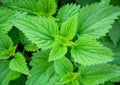 Stinging Nettle Seeds, 100 Seeds, Urtica Dioica, Medicinal Herb, Wildcrafted, Organic Gardening