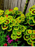 Variegated Geranium Cuttings, 6” Each, 3 Beautiful Cuttings, Pelargonium spp.