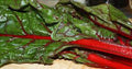 Heirloom Rhubarb Seed, Non-GMO, 1000 Seeds, Swiss Chard Variety, Perfect for Home Gardening, Organic Gardening