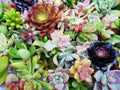 Assorted Succulent Cuttings - 100 Pieces, 20 Varieties, Bonus - Ideal for DIY Arrangements, Garden Projects