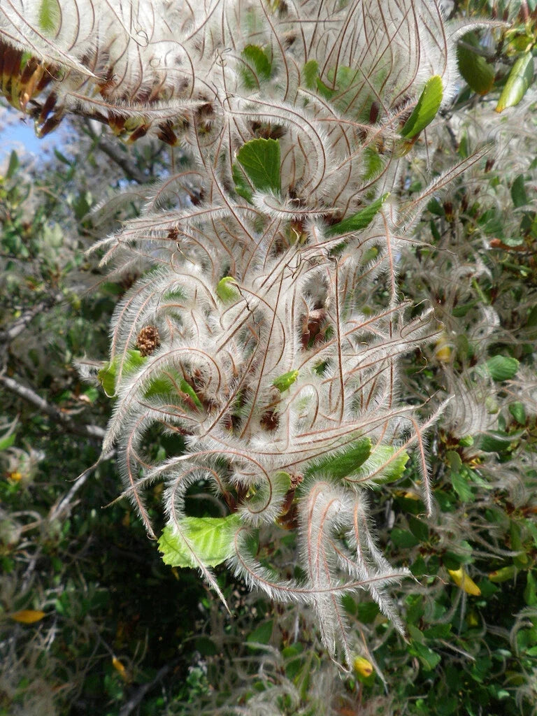 Mountain Mahogany Seeds, 30 Count, Cercocarpus montanus, Drought-Tolerant Native Plant for Landscaping and Restoration