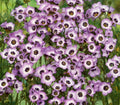 Bird's Eyes Gilia Seeds 500+ Tricolor Annual Flower - Gilia Tricolor - Attracts Hummingbirds - USA Free Shipping
