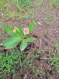 Thai Hybrid Crown of Thorns Plant, 4” Pot, 6 Inches Tall, Euphorbia milii, Colorful Succulent, Drought-Tolerant Houseplant