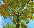 American Persimmon Tree 6-12" Quart Pot Cold Hardy Heirloom Diospyros Virginiana Orange Full Sun Outdoor