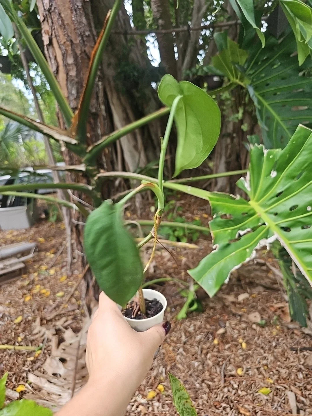 Syngonium chiapense Plant - Fully Rooted 2.5" Pot, 3 Leaves, 12" Length, Tropical Houseplant