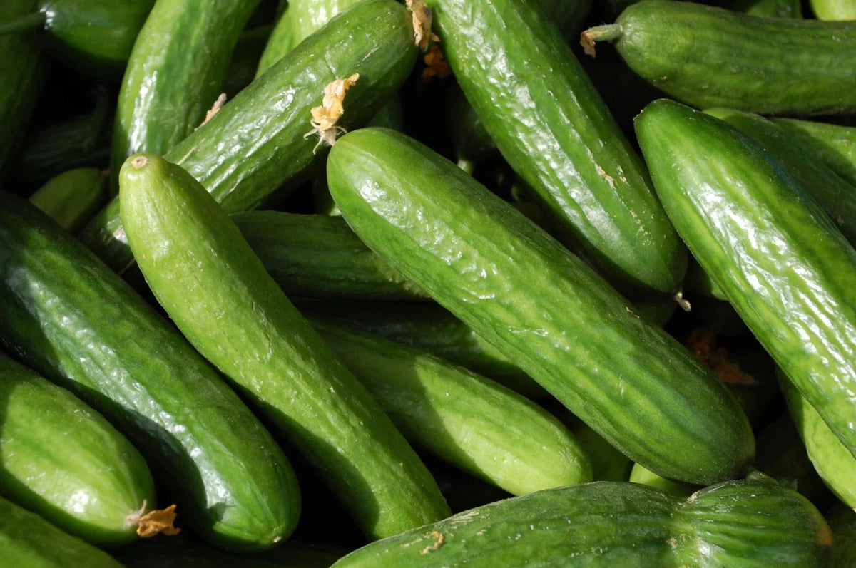 Muncher Cucumber Seeds - Organic Heirloom Non-GMO - Fresh Cucumis sativus