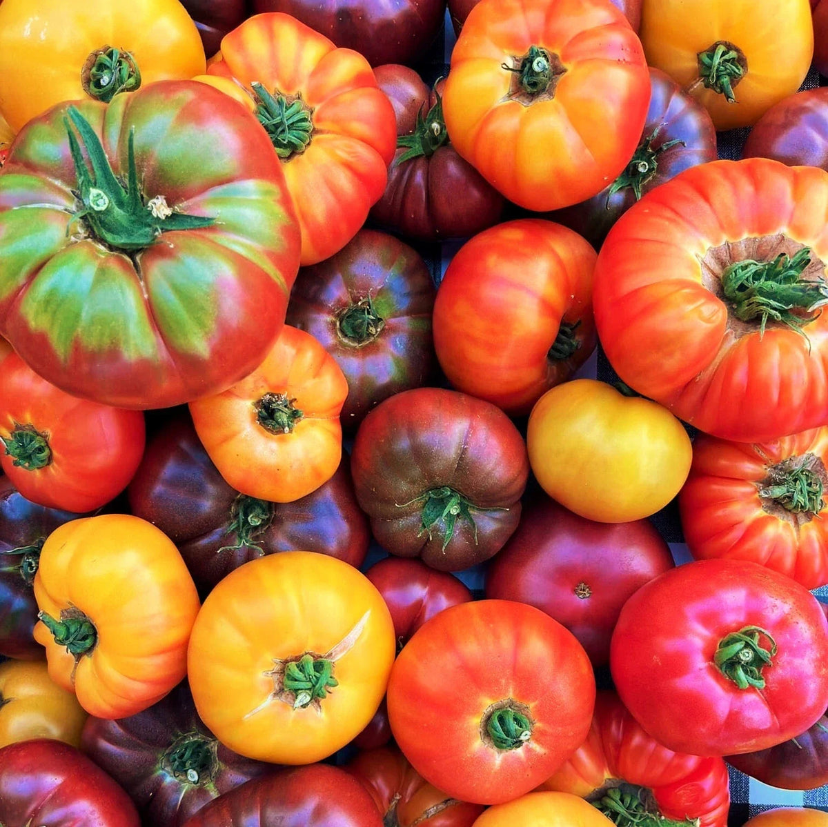 Rainbow Mix Beefsteak Tomato Seeds | Mixed Color Vegetable Seed | Solanum lycopersicum | 2025