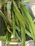 Dragon Fruit Cuttings 8+ Inches Random Variety Hylocereus spp.