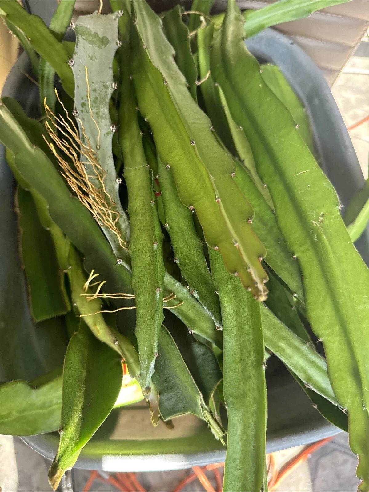 Dragon Fruit Cuttings 8+ Inches Random Variety Hylocereus spp.