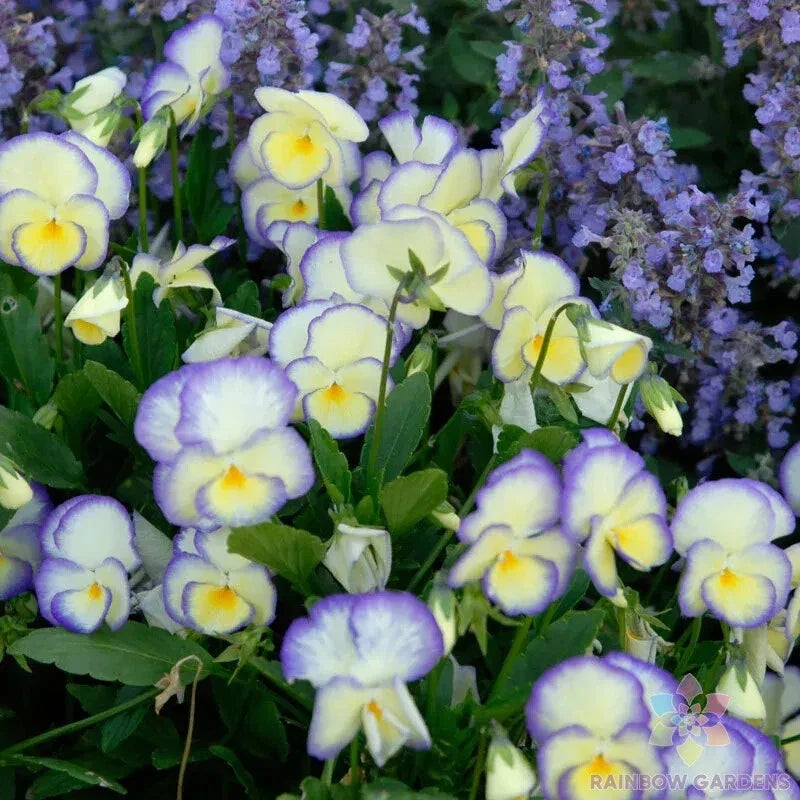 Etain Pansy 200 Seeds - Viola Variety for Garden Planting - USA Grown